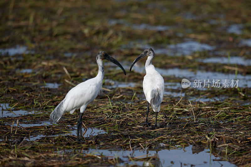 水鸟，一小群成年黑头朱鹮(Threskiornis melanocephalus)，也被称为东方白朱鹮、印度白朱鹮和黑颈朱鹮。